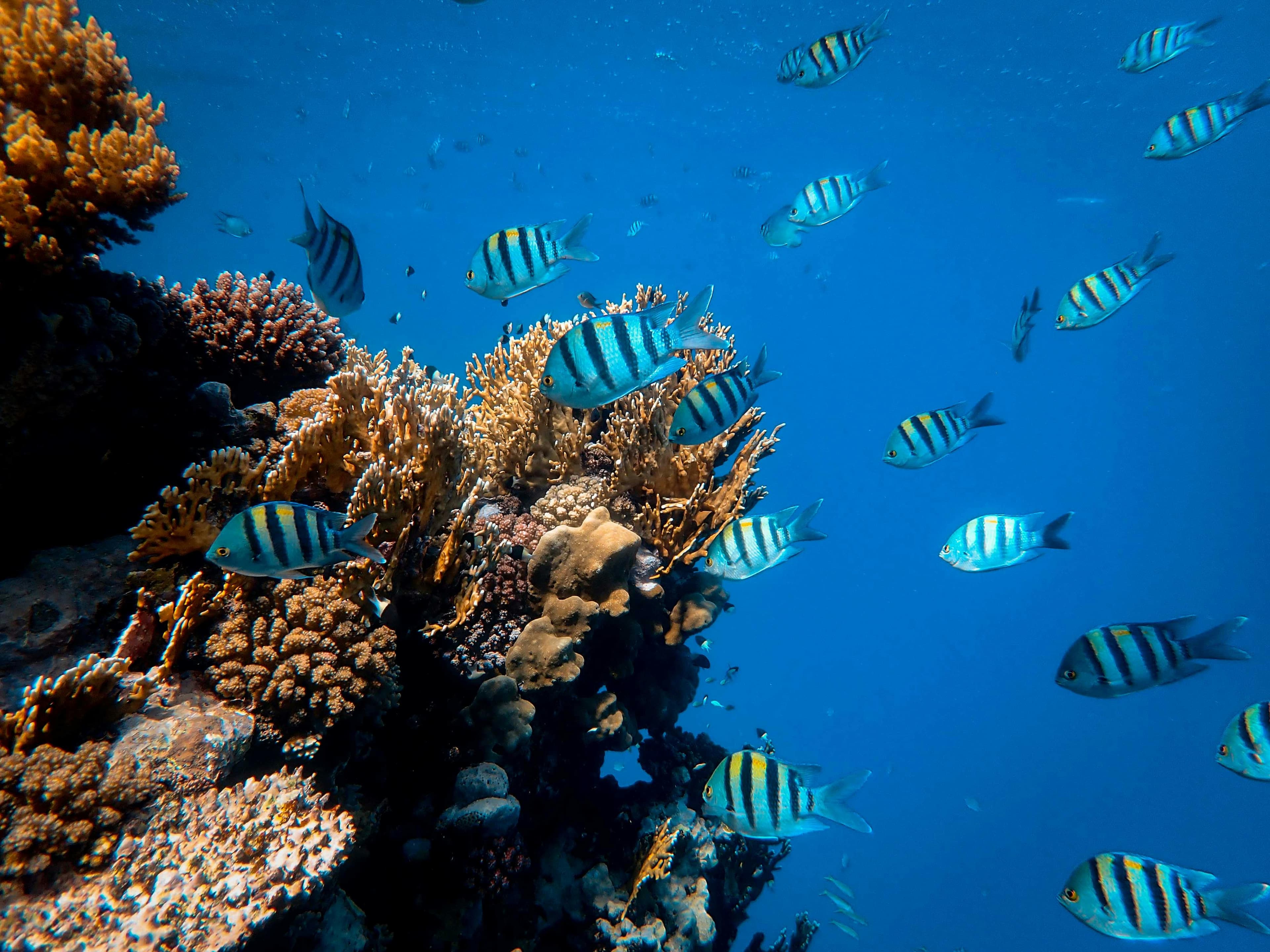 Divers on a reef