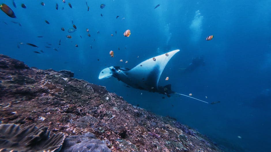 Komodo National Park
